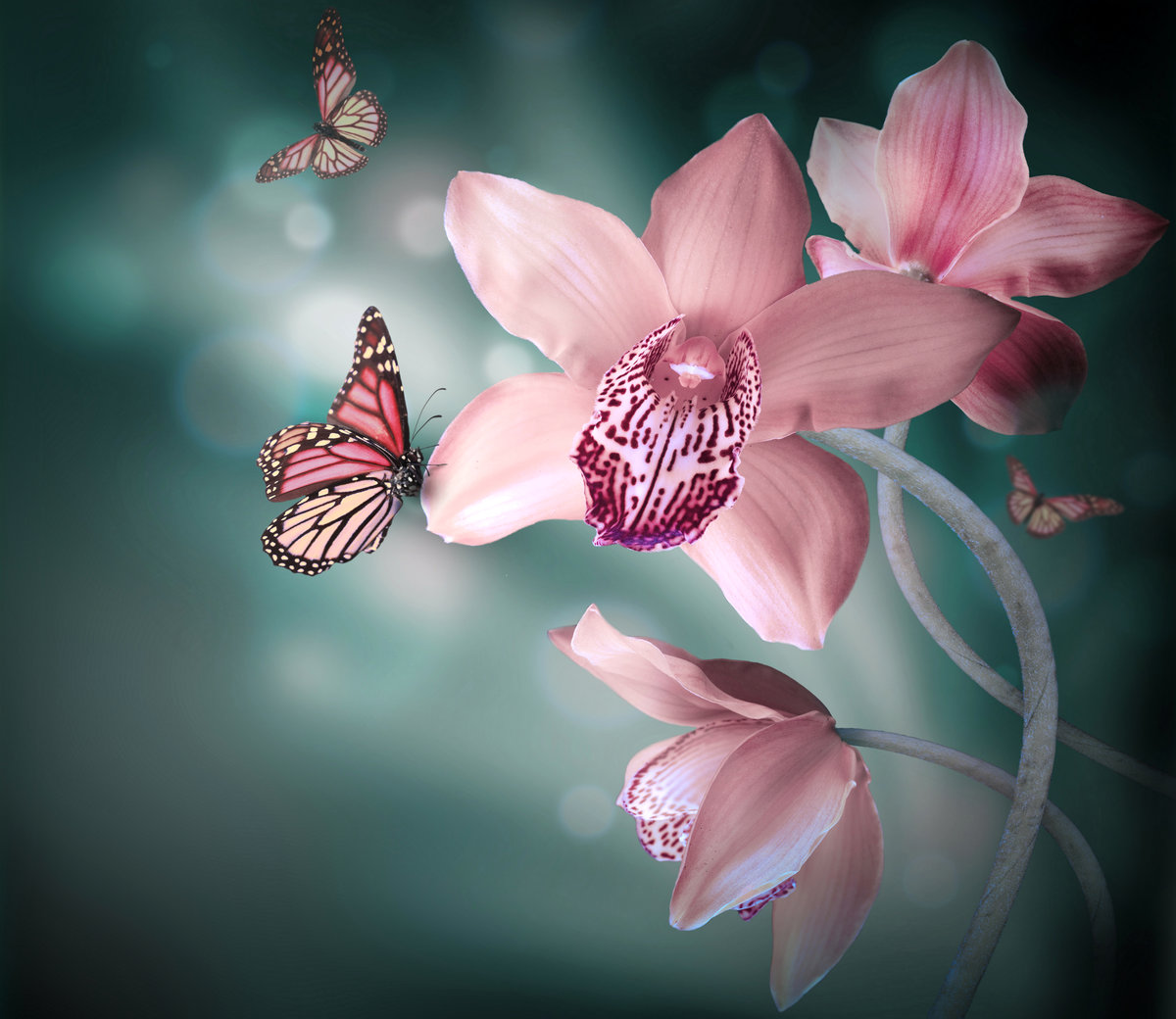 тайна орхидеи - оригинал