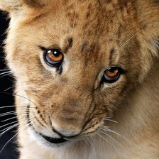 Схема вышивки «Львёнок»