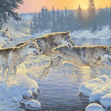 Схема вышивки «дикие»