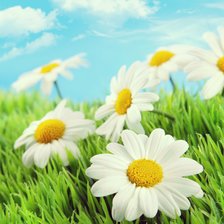 Схема вышивки «Ромашки»