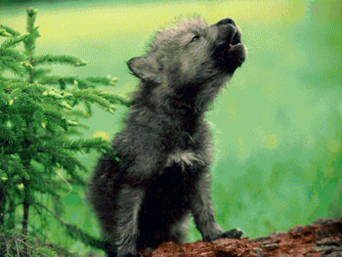 Волчонок. Проба голоса - лес, волчий вой, волки - предпросмотр