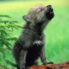 Волчонок. Проба голоса