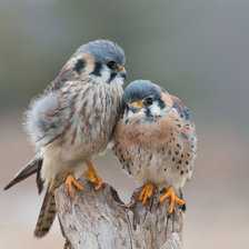 Схема вышивки «На что я тебе? - На всю жизнь.»