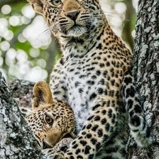 Схема вышивки «леопард, животные»