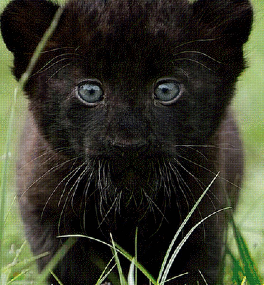 Пантера - предпросмотр