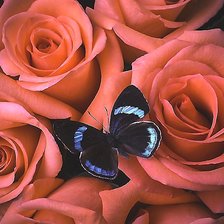 Схема вышивки «№2172225»