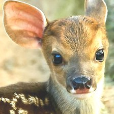 Схема вышивки «олененок»