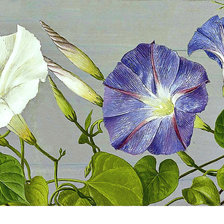 Схема вышивки «Серия "Цветы". Вьюнок»