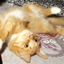 моя рыжая любимка