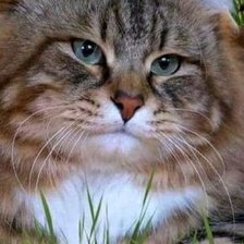 Схема вышивки «Мой первый котик)»