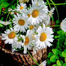 Схема вышивки «Ромашки»