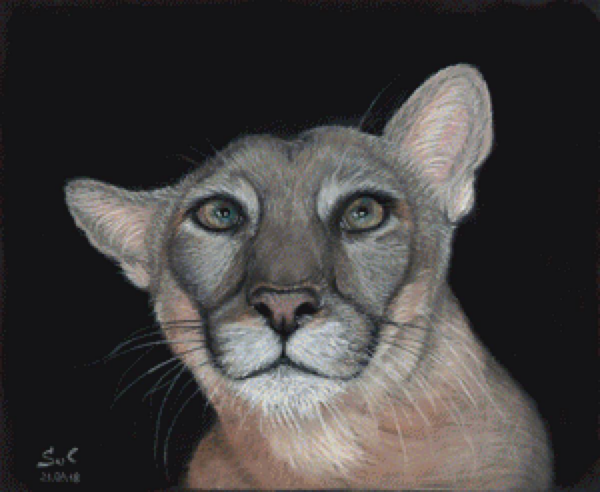 Пума. Солопова Е - пума. животные. - предпросмотр