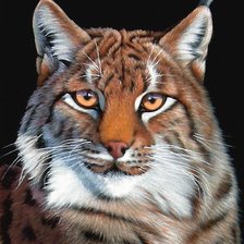 Схема вышивки «рысь»