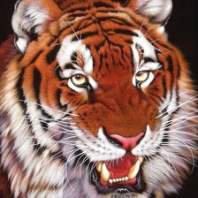 Схема вышивки «тигр»