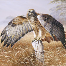 Схема вышивки «Ястреб»