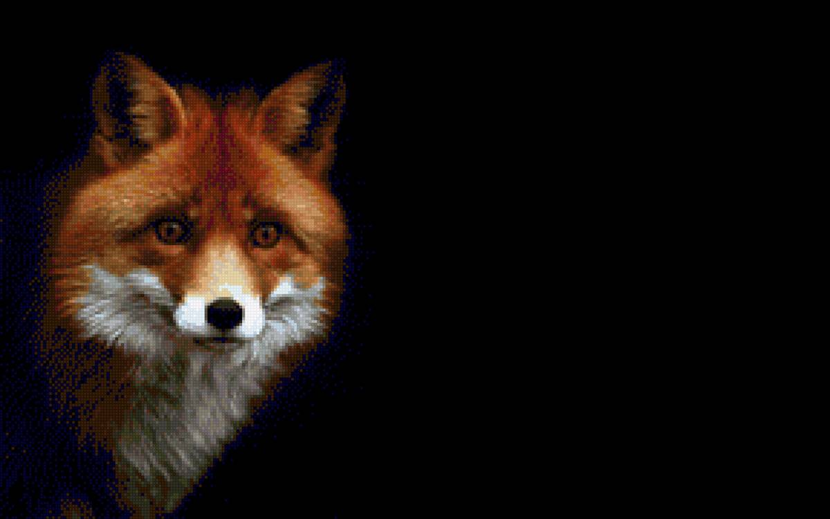 Лисица - лиса, на черном фоне - предпросмотр