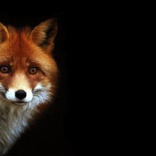 Схема вышивки «Лисица»