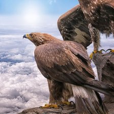 Схема вышивки «птицы»