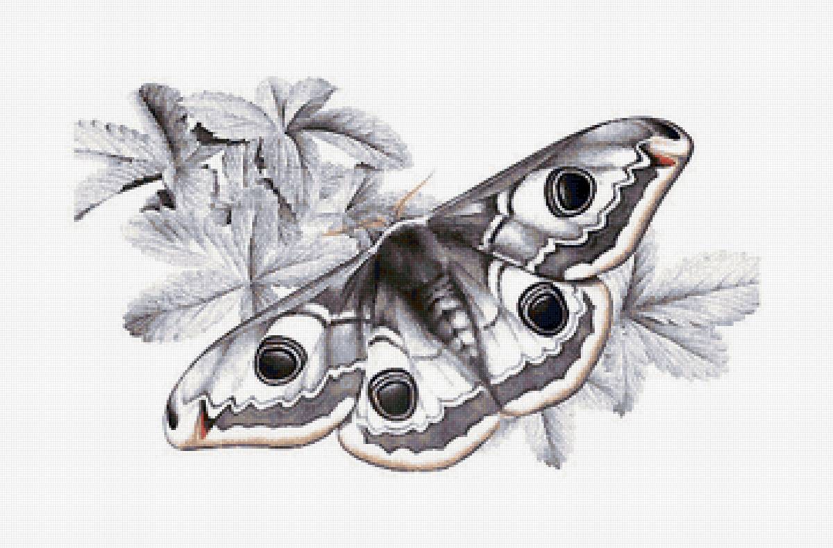 рисунок - предпросмотр