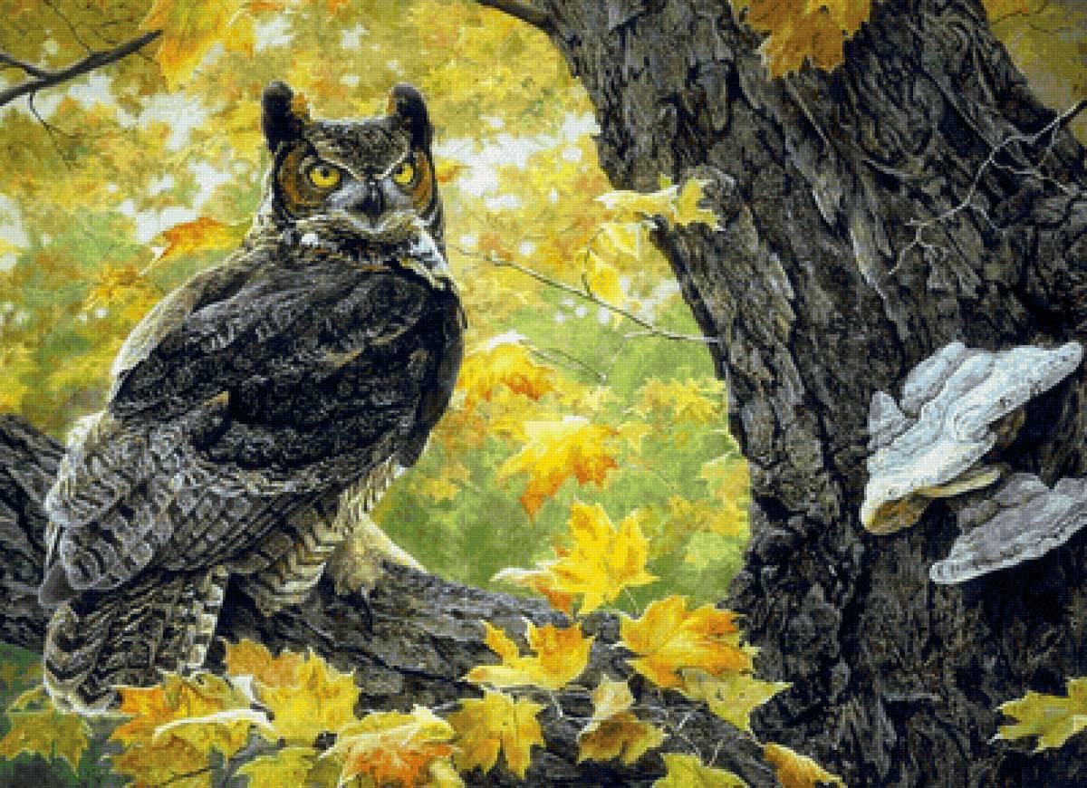 Филин - предпросмотр