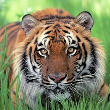 Схема вышивки «№2174105»