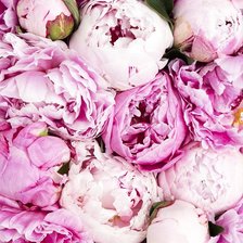 Схема вышивки «Пионы бледно-розовые»