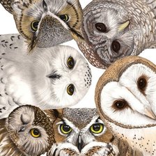 Схема вышивки «Совы»