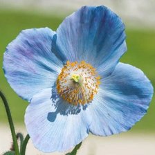 Схема вышивки «мак гималайский»