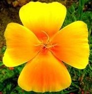 Схема вышивки «мак калифорнийский»