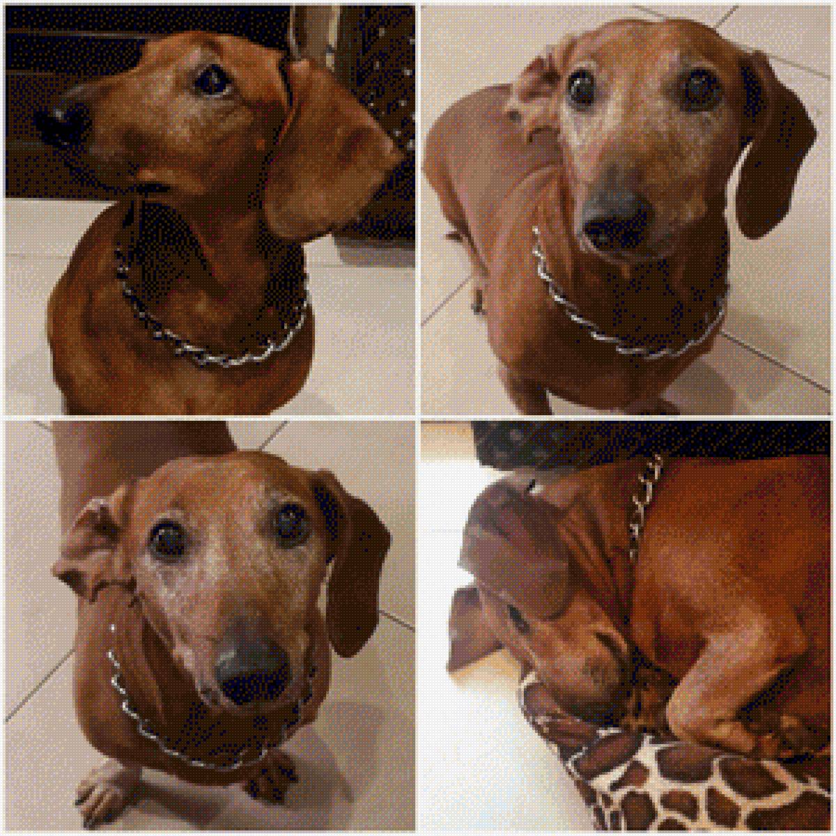 Бадди - такса собака рыжий любовь верность преданность - предпросмотр