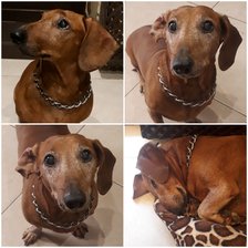 Схема вышивки «Бадди»