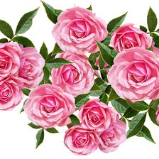 Схема вышивки «Розы»