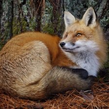 Схема вышивки «дикие»