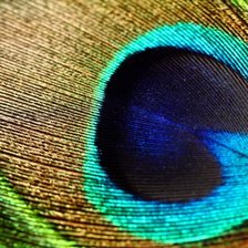 Схема вышивки «Перо Павлина»