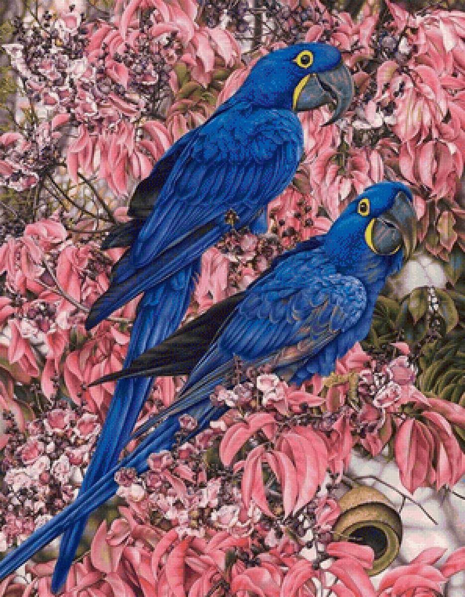 Papagaios. - flores., pássaro - предпросмотр