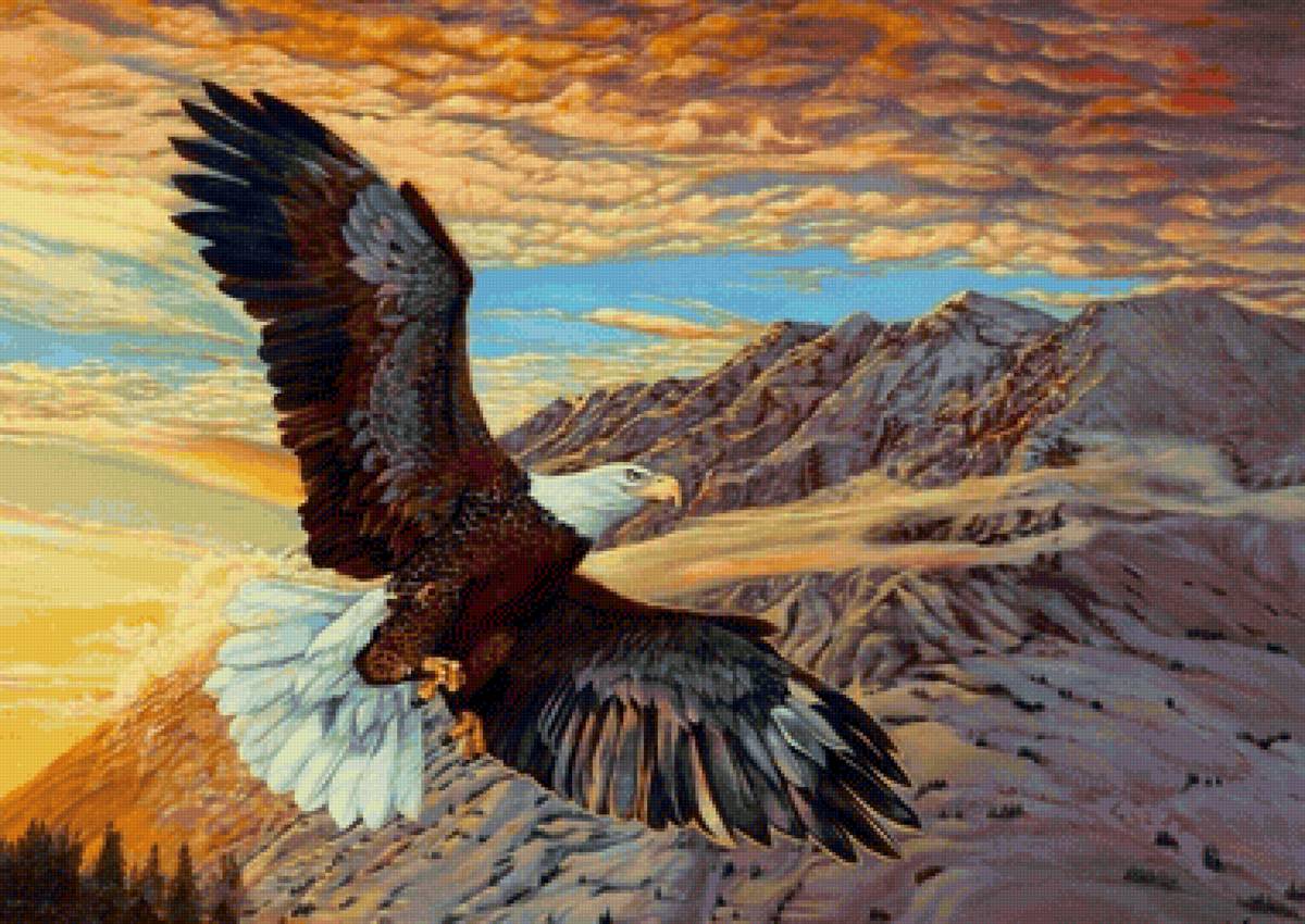 Águia, - paisagens, pássaro - предпросмотр