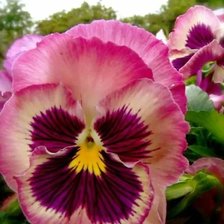 Схема вышивки «Анютины глазки»