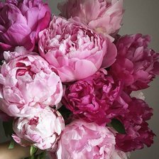 Схема вышивки «Пионы»