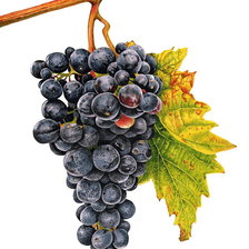 Схема вышивки «виноград»