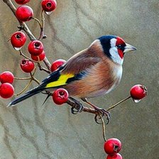 Схема вышивки «Птица»