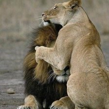 Схема вышивки «Львы»