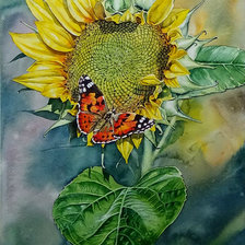 Бабочка и подсолнух