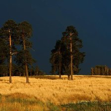 Схема вышивки «поле»