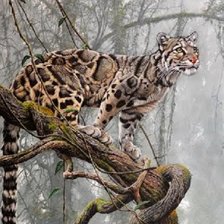 Схема вышивки «Jaguatirica,»