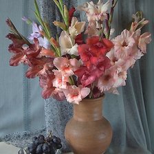 Гладиолусы