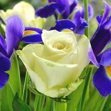 Схема вышивки «Роза и ирисы»