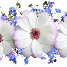 ПАНЕЛЬКА-ромашки