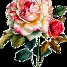 Схема вышивки «Одинокая роза»