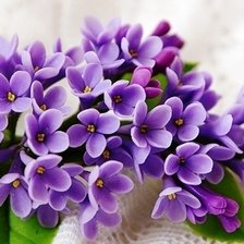 Схема вышивки «Одинокая ветка сирени»