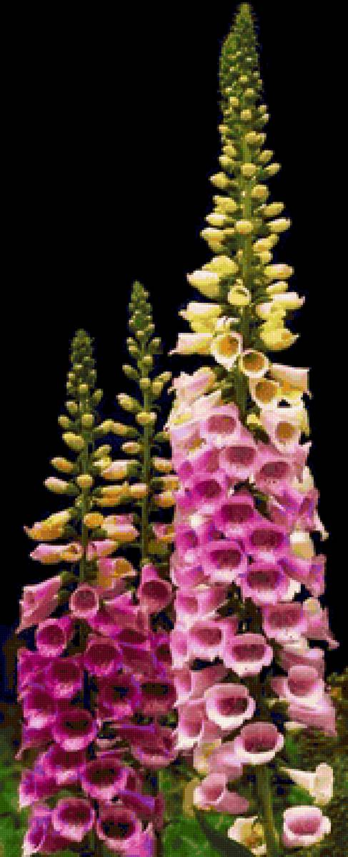 Наперстянка - натюрморт, цветы, букет - предпросмотр